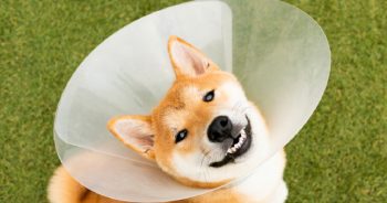10 Best Dog Cones & Recovery Suits