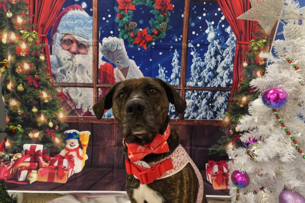 The Ontario SPCA helps more than 500 animals find homes this holiday season