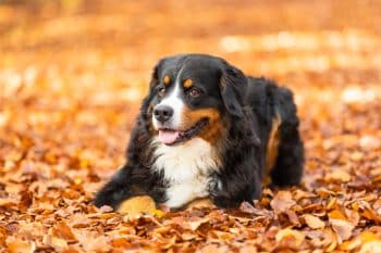 20 Best Foods for Bernese Mountain Dogs with Allergies
