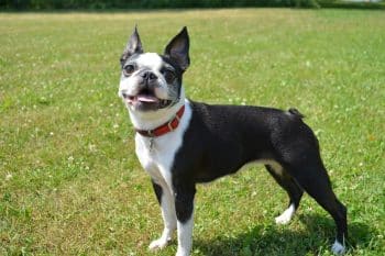 20 Best Foods for Boston Terriers with Allergies