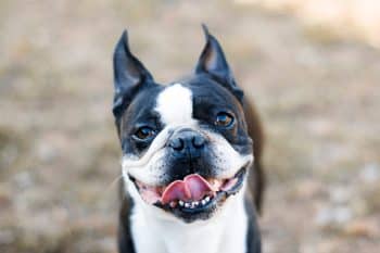 Flea & Tick Prevention for Boston Terriers: A Safe & Effective 4 Step Plan