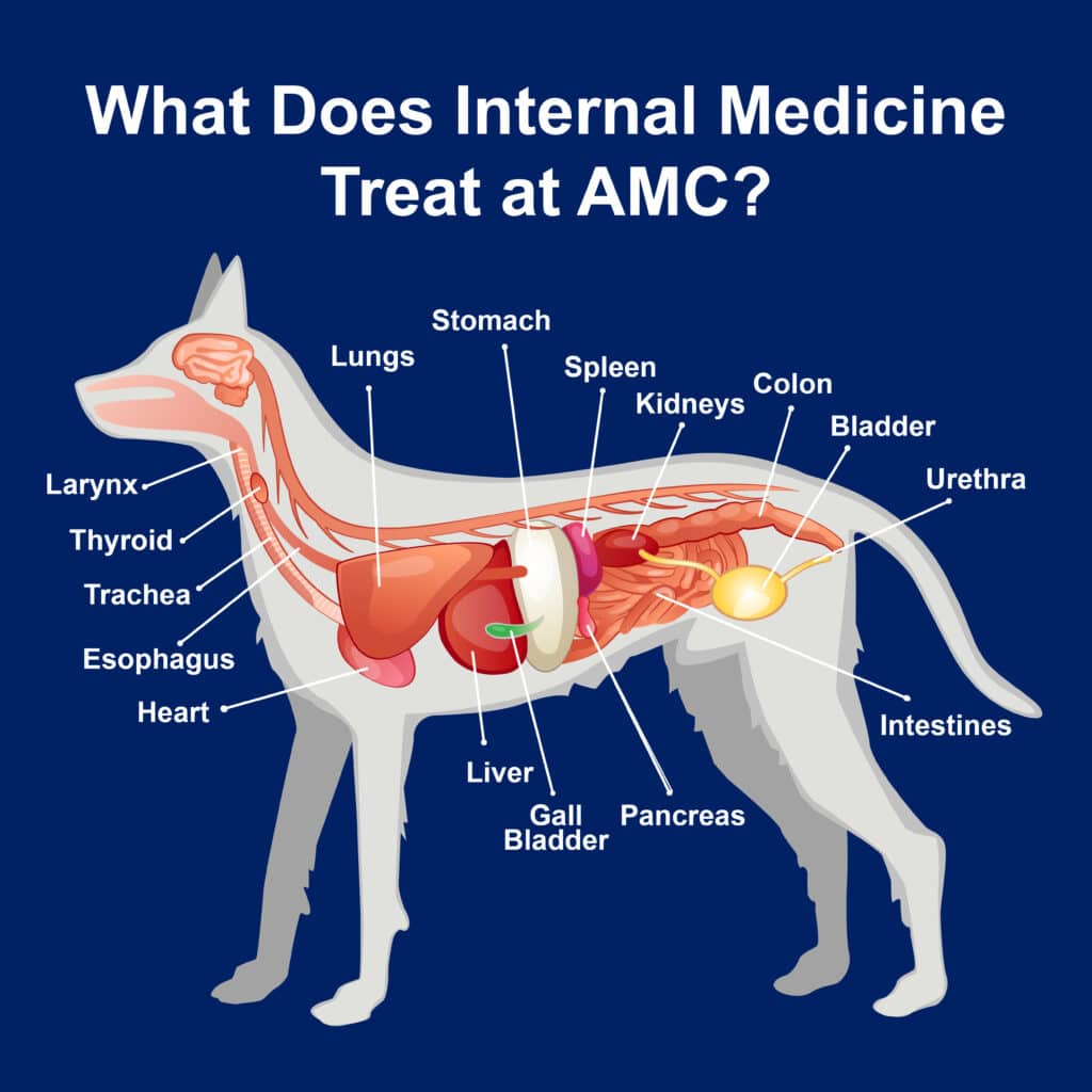 How Veterinary Internal Medicine Treats Pancreatic Diseases in Dogs and Cats