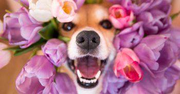 Dog Perfume Vs Dog Deodorant & The 15 Best Options