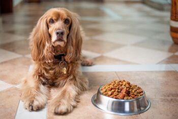 20 Best Foods for Cocker Spaniel with Allergies