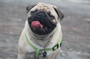 20 Best Foods for Pugs with Allergies