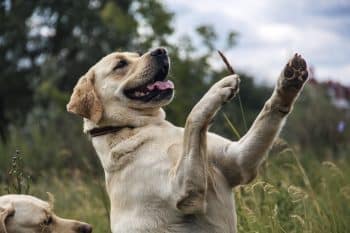 13 Joyful Dog Breeds That Smile With Their Whole Body