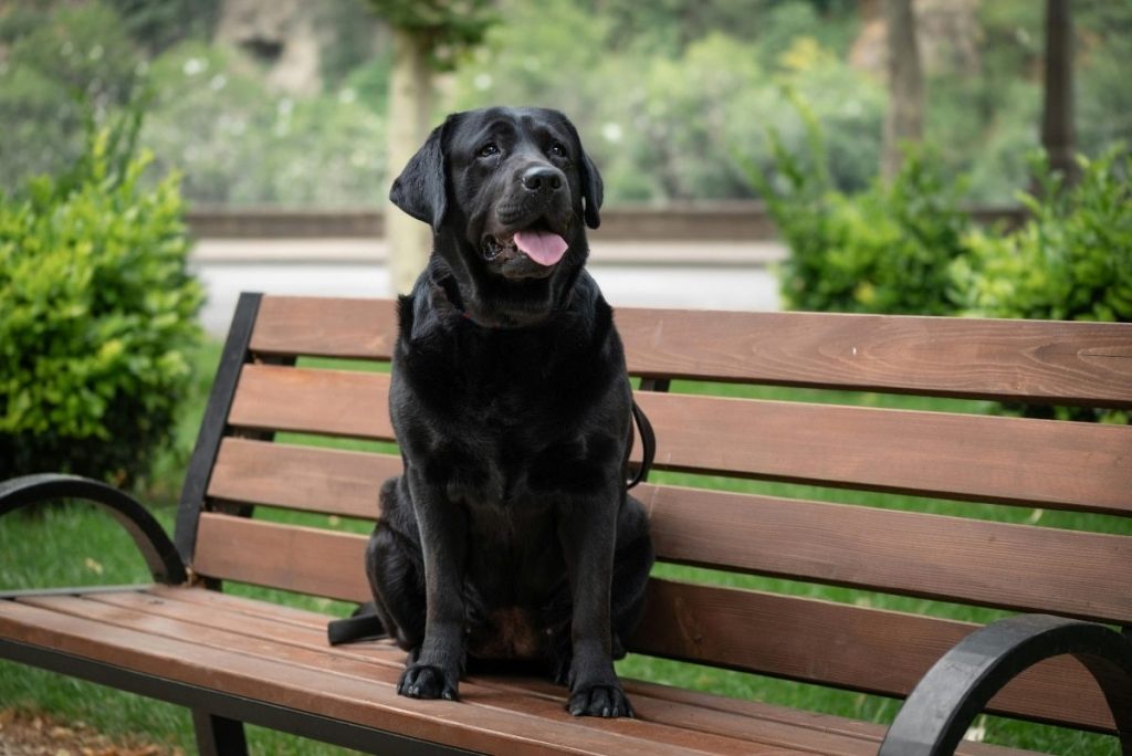 11 Social Dog Breeds That Want To Meet Everyone At The Park