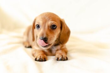 20 Best Foods for Dachshunds with Allergies
