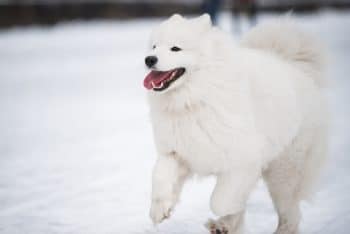 15 Dog Breeds That Can’t Get Enough Of The Snow