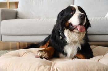 Flea & Tick Prevention for Bernese Mountain Dogs: A Safe & Effective 4 Step Plan