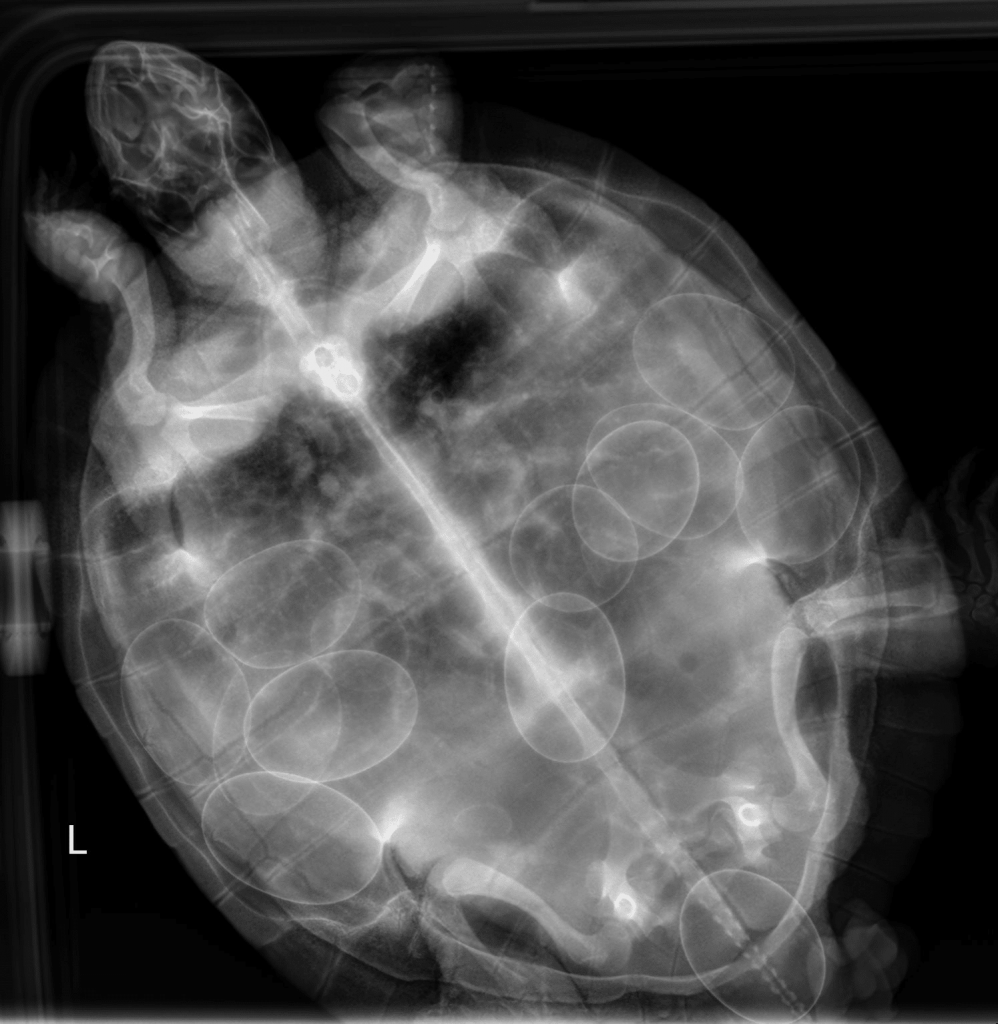 When a Turtle Can’t Lay Eggs: How Veterinarians Treat Dystocia in Exotic Pets