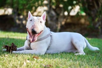 20 Best Foods for Bull Terriers with Allergies
