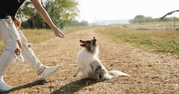 Our Picks For The 10 Best Dog Treats