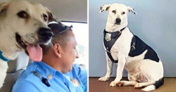 Scared Dog With ‘Horrible’ Scars Walks Into Police Station, Gets Adopted By Cops