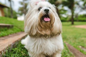 13 Best Probiotics For Lhasa Apsos (+1 to Avoid)