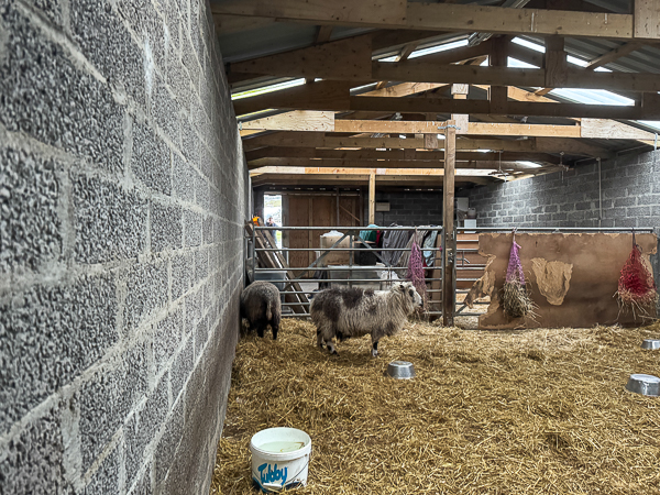 Lambie’s Not Right