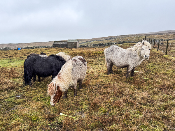 Rugs and Moving Fields