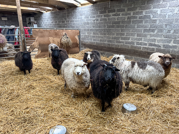 Sheep, “Fit the Second”