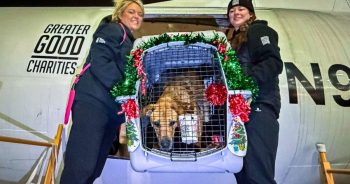A Christmas Wish Takes Flight: 54 Pets Get A Second Chance Thanks To iHeartDogs VIP Members