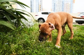 10 Best Raw Dog Food Brands for American Staffordshire Terriers