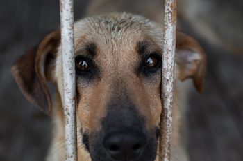 Italy Says Enough: Animal Cruelty Now Punishable by Prison!