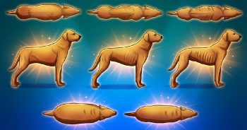 Could Your Dog’s Diet Be Shortening His Lifespan? Here’s How To Tell.