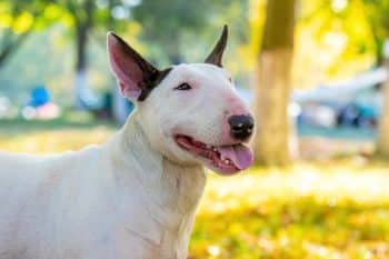 The 13 Best Dog Food Toppers for Bull Terriers