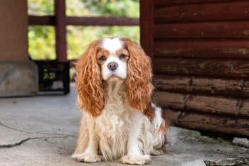 12 Best Raw Dog Food Brands for Cavaliers