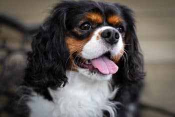 15 Friendly Dog Breeds That Greet Strangers With Joy