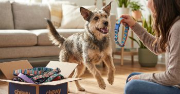 Check Out Chewy’s Cutest Dog Collars for Fun & Function