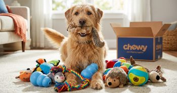 Top 15 Best-Loved Dog Toys on Chewy