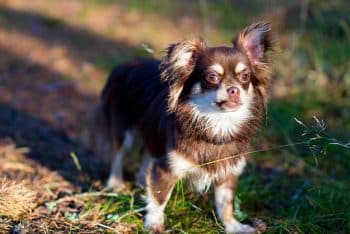 13 Best Probiotics for Chihuahuas (+1 to Avoid)