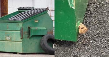A Dumpster “Peekaboo” Turns Into a Rescue Mission When a Little Face Appears