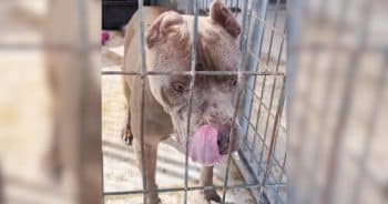 Woman Fosters 13-Year-Old Pittie To Give Him New Experiences and Pup Cups Galore