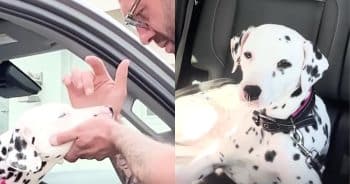 Man Makes Special Trip To Adopt A Dalmatian Terrified Of Men