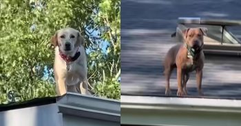 These Naughty Dogs Climbed Onto The Roof and Mom Had A Big Scare