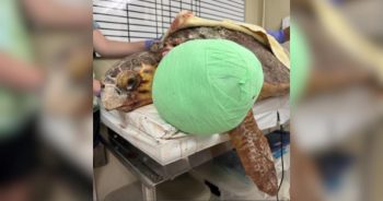 Loggerhead Turtle Molly Undergoes 3-Hour Surgery to Remove 10 Lbs. Neck Tumor