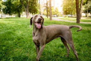 13 Best Probiotics For Weimaraners (+1 to Avoid)