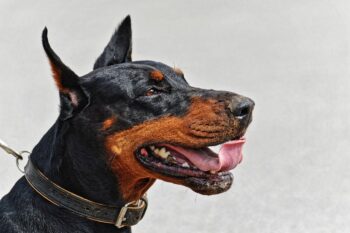 13 Best Probiotics for Dobermans (+1 to Avoid)