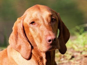 13 Best Probiotics For Vizslas (+1 to Avoid)
