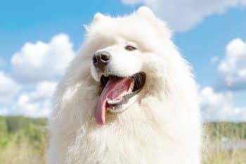 13 Best Probiotics For Samoyed (+1 to Avoid)
