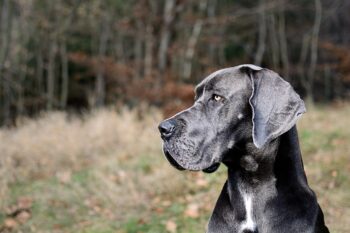 13 Best Probiotics for Great Danes (+1 to Avoid)