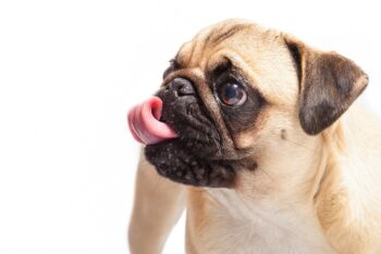 13 Best Probiotics for Pugs (+1 to Avoid)