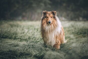 13 Best Probiotics For Collies (+1 to Avoid)