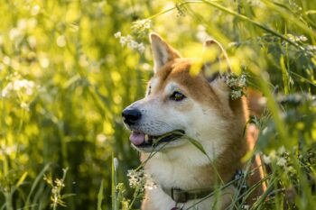 Best Probiotics for Shiba Inus