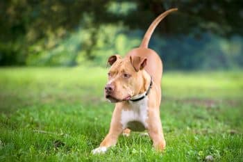 13 Best Probiotics for Pit Bulls (+1 to Avoid)