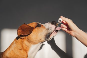 11 Best Supplements for Senior Dogs