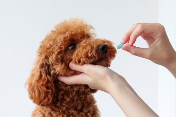 Clarithromycin Coupon for Pets [2026]