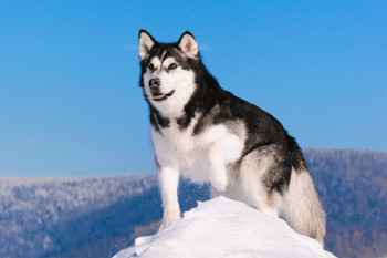 11 Furry Dog Breeds That Love Cold Weather Days