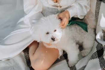 11 Gentle Dog Breeds Perfect For Sensitive Owners